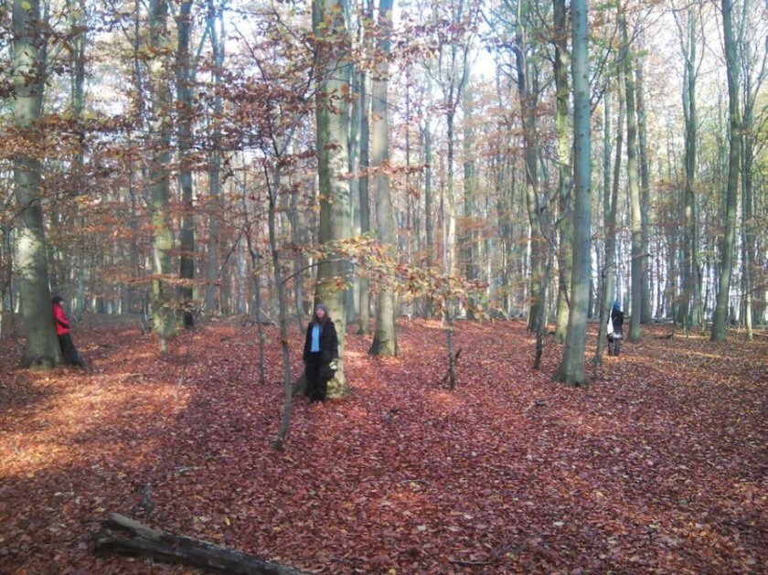 On the Ilse of Rügen at the Baltic Sea, the Goor nature reserve offers a 4,2 km 'path of leisure and insight' which allows visitors to follow a trail that is marked by various stations. Each station is an invitation to experience nature, such as here were visitors meditate leaning with their backs against the majestic beech trees (Fagus sylvatica) (credits: Bas Verschuuren).