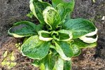 Coquille de Louviers, plant op het veld (CGN, 2014)