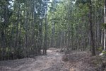 Almost a monospecific stand of Shorea robusta