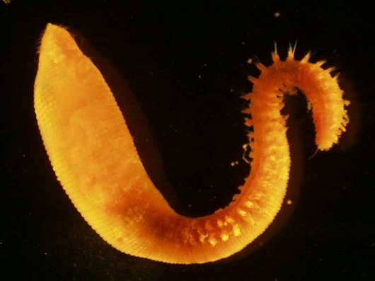 Polychaete worms Scalibregma inflatum © Hilmar Hinz Polychaete worms Scalibregma inflatum © Hilmar Hinz