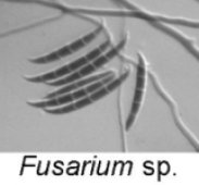 fusarium sp.  