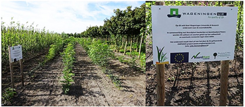 Veldproef met meer dan 1000 planten van 39 soorten en cultivars Veldproef met meer dan 1000 planten van 39 soorten en cultivars