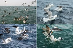Seabirds fighting for the food Seabirds fighting for the food