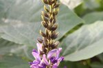 Detail bloemen kudzu (Pueraria montana var. lobata) (Foto: James Ho, Wikimedia Commons, 2005) 