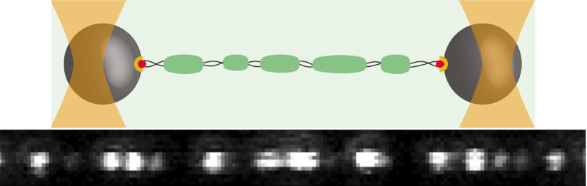 Kasper_1.png Kasper_1.png