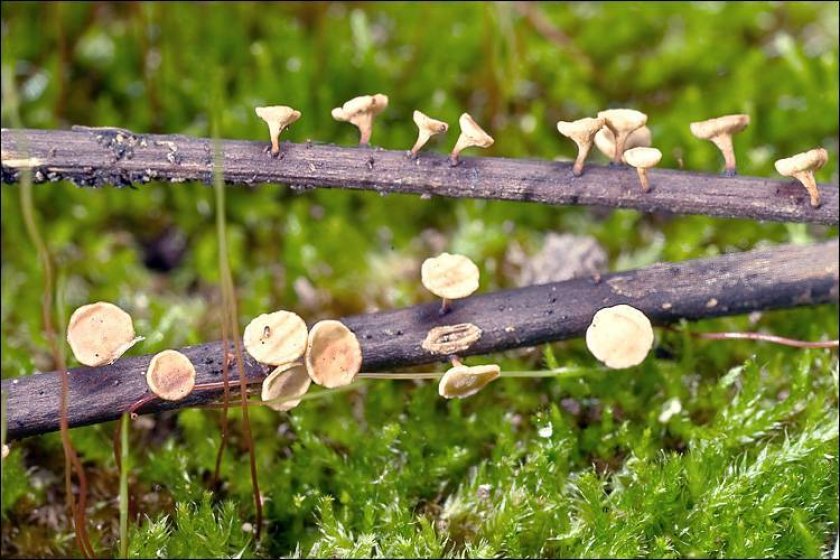Hymenoscyphus fraxineus on fallen leaf stalks. Source: Queloz, Grünig, Berndt, T. Kowalski, T.N. Sieber & Holdenr. Photographed in Bovec basin, East Julian Alps, Posočje, Slovenia. Author: Amadej Trnkoczy Hymenoscyphus fraxineus on fallen leaf stalks. Source: Queloz, Grünig, Berndt, T. Kowalski, T.N. Sieber & Holdenr. Photographed in Bovec basin, East Julian Alps, Posočje, Slovenia. Author: Amadej Trnkoczy