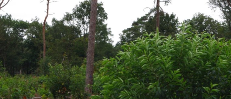 Amerikaanse vogelkers, Foto: Jan den Ouden Amerikaanse vogelkers, Foto: Jan den Ouden