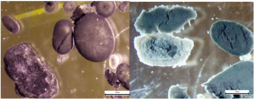 Figure 2 Macroscope pictures of anaerobic granules grown on different wastewaters. Figure 2 Macroscope pictures of anaerobic granules grown on different wastewaters.