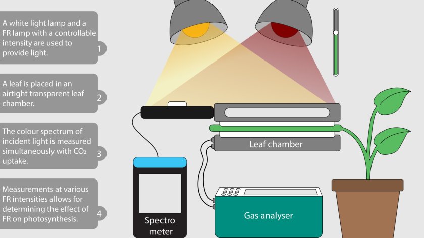 Experimental setup to measure the spectral effects of shaded light on photosynthesis. Experimental setup to measure the spectral effects of shaded light on photosynthesis.