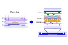 De darm op een chip bestaat uit enkele plaatjes met daartussen afweercellen, bloedvatcellen, darmcellen en bacteriën. De darm op een chip bestaat uit enkele plaatjes met daartussen afweercellen, bloedvatcellen, darmcellen en bacteriën.