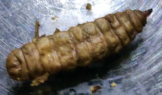 Dead BSF larvae with symptoms from an unknown cause