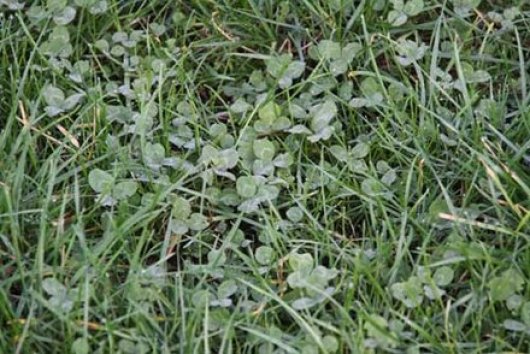 clover clover