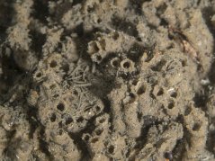 Sabellaria worms (sand tube worms) contribute to sandstone reefs, natural 3D structures in the North Sea. Image: Oscar Bos.