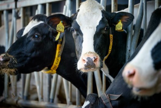 Contact Veehouderij en Klimaat