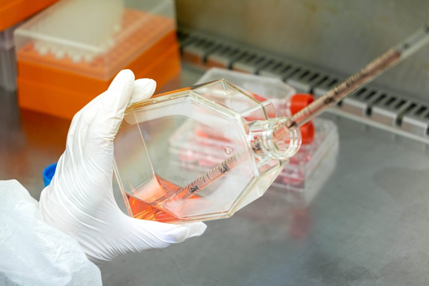 organoids organoids