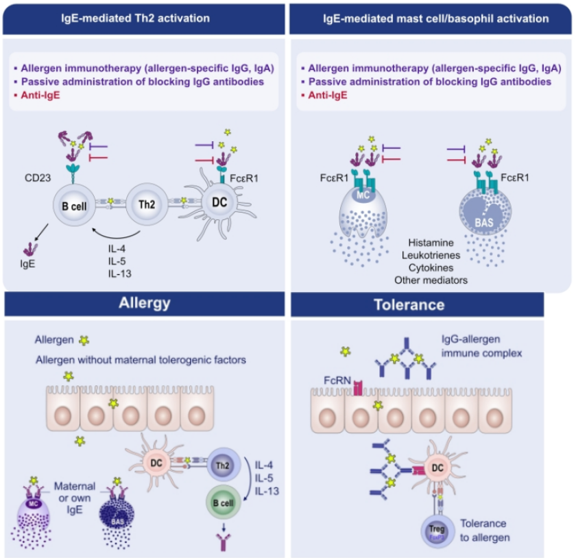 Figure 1: The role of human IgE, IgG and IgA antibodies during sensitization/tolerization and  in activation of allergen-specific T cells and basophils in sensitized individuals. (Figure adapted from Shamji et al 2021)  Figure 1: The role of human IgE, IgG and IgA antibodies during sensitization/tolerization and  in activation of allergen-specific T cells and basophils in sensitized individuals. (Figure adapted from Shamji et al 2021)
