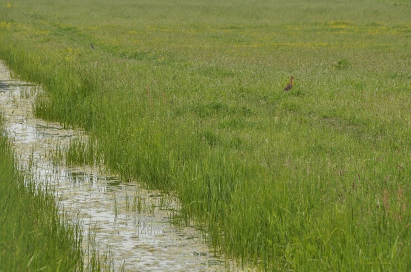 'Nature-friendly embankments offer amphibians a place to lay their eggs and provide shelter for meadow bird chicks.'