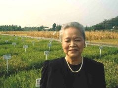 Prof. Emerita Dr Gelia T. Castillo in testing fields, ca 1998 Source: IRRI Prof. Emerita Dr Gelia T. Castillo in testing fields, ca 1998 Source: IRRI
