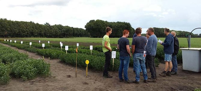 Foto Proefveld Rolde (Drenthe) met onderzoek ten behoeve van laatste (4e) teeltjaar, augustus 2018