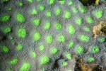 Coral formation at swallow depth in marine lake, credits: Lisa Becking