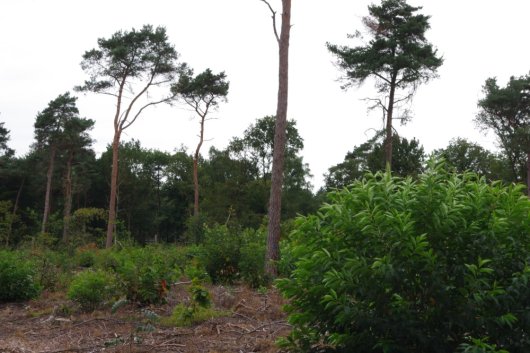 Amerikaanse vogelkers op kapvlakte (Foto Jan den Ouden) Amerikaanse vogelkers op kapvlakte (Foto Jan den Ouden)