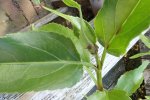 Detail blad smalle theeplant (Gymnocoronis spilanthoides) (Foto: Edwin Dijkhuis, Verspreidingsatlas, z.j.)