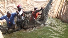 Fish farmers in the countryside. Photo: Charles Mbauni Kanyuguto Fish farmers in the countryside. Photo: Charles Mbauni Kanyuguto