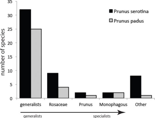 Aantal soorten dat eet van Amerikaanse vogelkers (Prunus serotina) en Europese vogelkers (Prunus padus) (Bron Schilthuizen 2016)