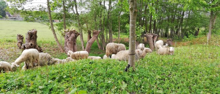 Begrazen met schapen Begrazen met schapen