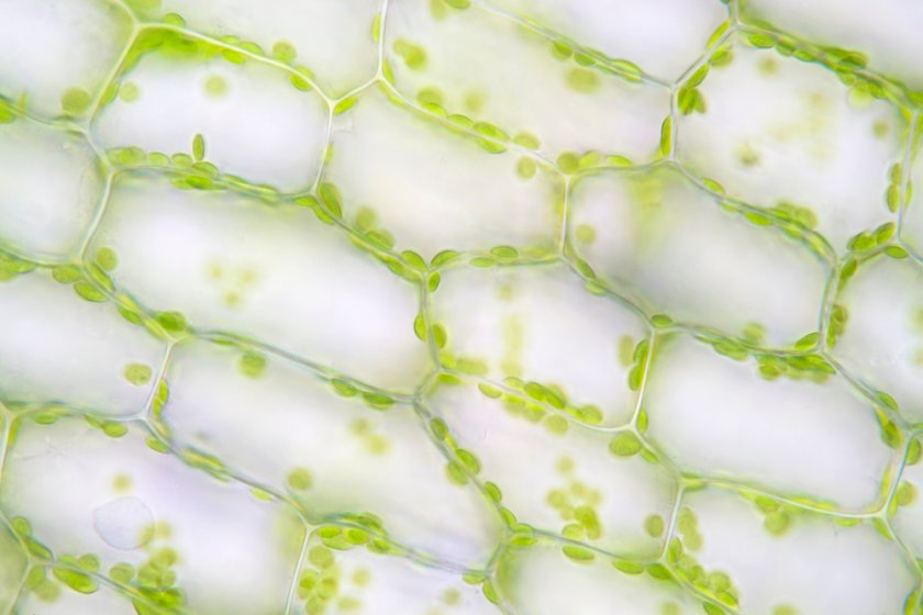 Plant cells live in a physical world with neighbours pulling and pushing them. If you study them separately, you cannot account for that effect. Plant cells live in a physical world with neighbours pulling and pushing them. If you study them separately, you cannot account for that effect.