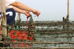 Schelpdieren staan laag in de voedselketen en zijn hoogwaardig voedsel. Maar de ruimte voor kweek is schaars