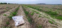 Organic potato field in Friesland. Photo: Paula Harkes