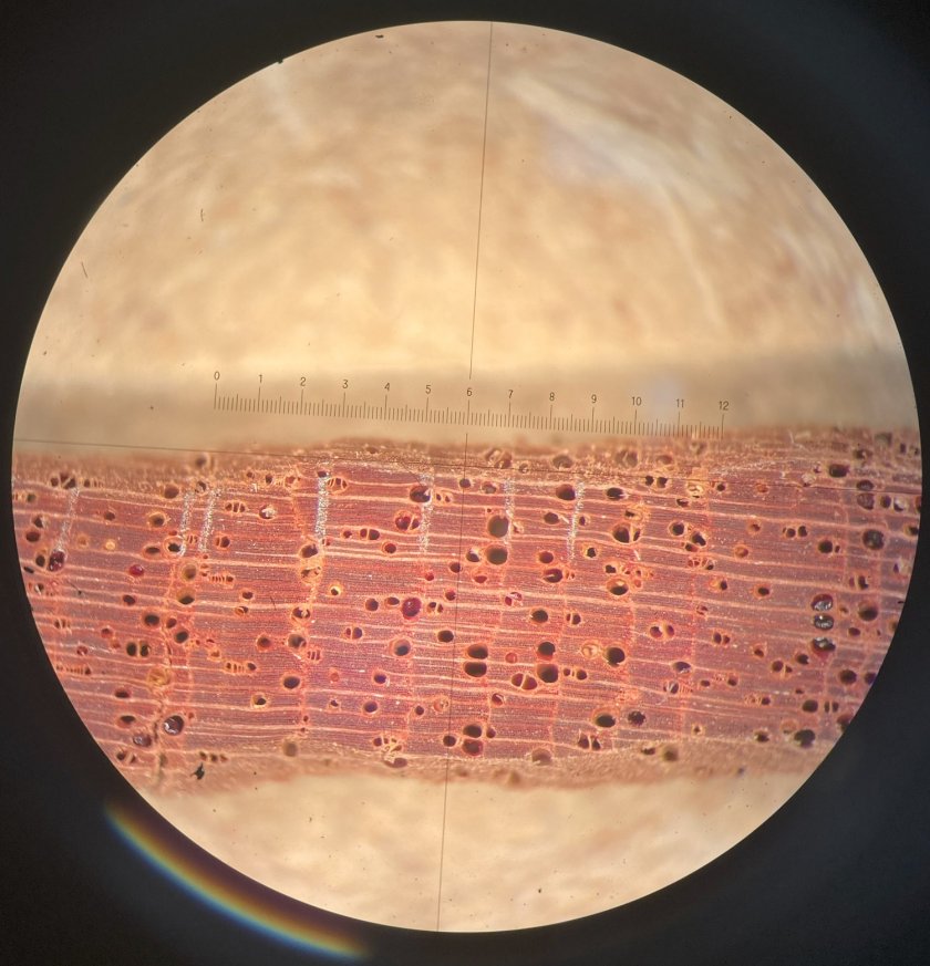 microscope_tree_rings_2.jpg