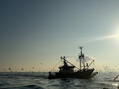 Garnalenkotter onderweg naar windpark Hollandse Kust Zuid Garnalenkotter onderweg naar windpark Hollandse Kust Zuid