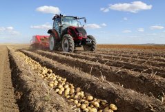 Potato harvest Potato harvest