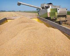 Grain harvest Grain harvest