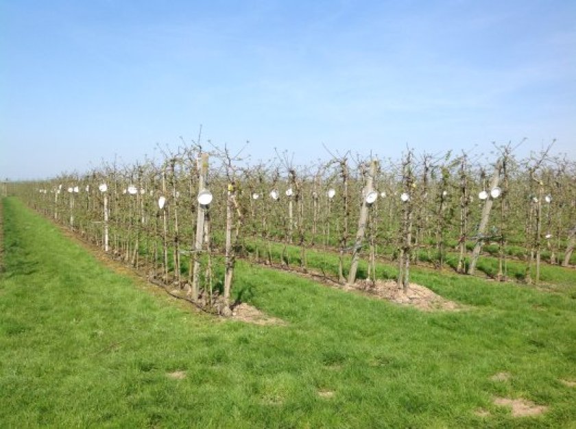 Selectief wegvangen van de appelzaagwesp appelzaagwespvallen in de periode voorafgaand aan de bloei.jpg