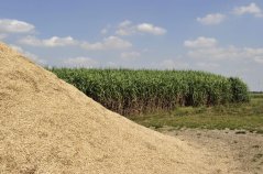 Chopped and a plot of Miscanthus (elephant grass), a crop that is suitable as a fuel, substitute for peat in potting soil and is considered a potential raw material for building materials