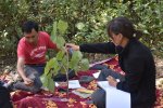 Quantifying plant functional traits