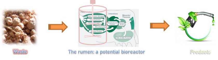 Figure: schematic illustration of alternative energy production from waste by using the rumen of a cow as "bioreactor". Figure: schematic illustration of alternative energy production from waste by using the rumen of a cow as "bioreactor".