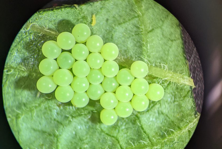 Groene schildwants (Palomena prasina). Foto: Paul Sicot