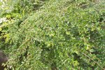 Struik van vlakke dwergmispel (Cotoneaster horizontalis) (Foto: Wilde-planten.nl, 2022) 