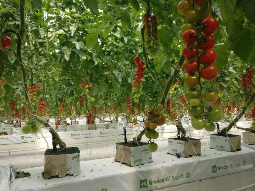 Figuur 1. Hydroponic system for tomato. Figuur 1. Hydroponic system for tomato.