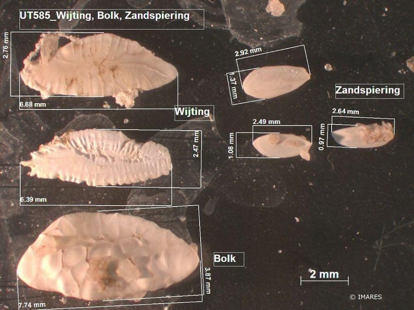 Stomach contents of a harbour porpoise