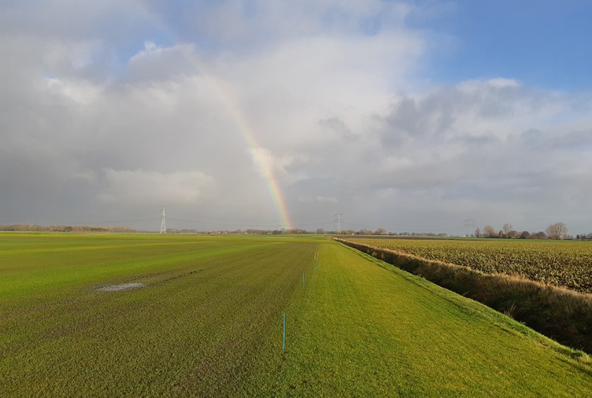 Rassenproef die wordt betreden (de strook/plot met weinig gras staat onder water)