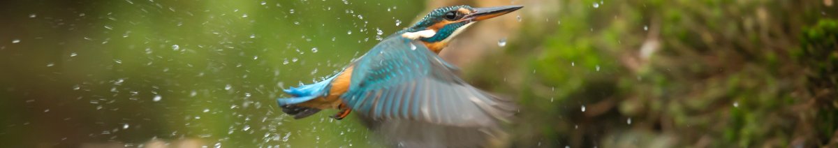 IJsvogel