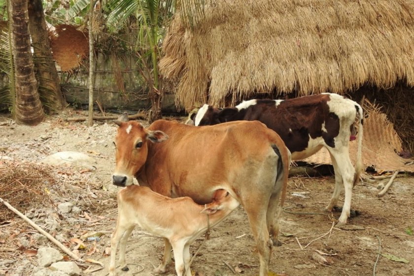 Read more about salinity and its impact on the food system and livestock