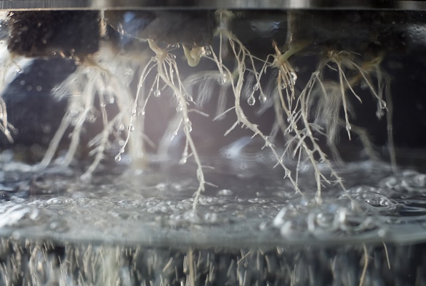 Close-up of a growing system in which the plant roots are placed directly in water. Source: Ivan Karpov/Shutterstock.com Close-up of a growing system in which the plant roots are placed directly in water. Source: Ivan Karpov/Shutterstock.com