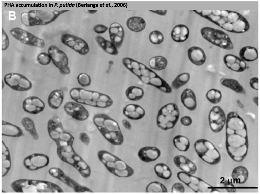 PHA accumulation in P. Putida PHA accumulation in P. Putida