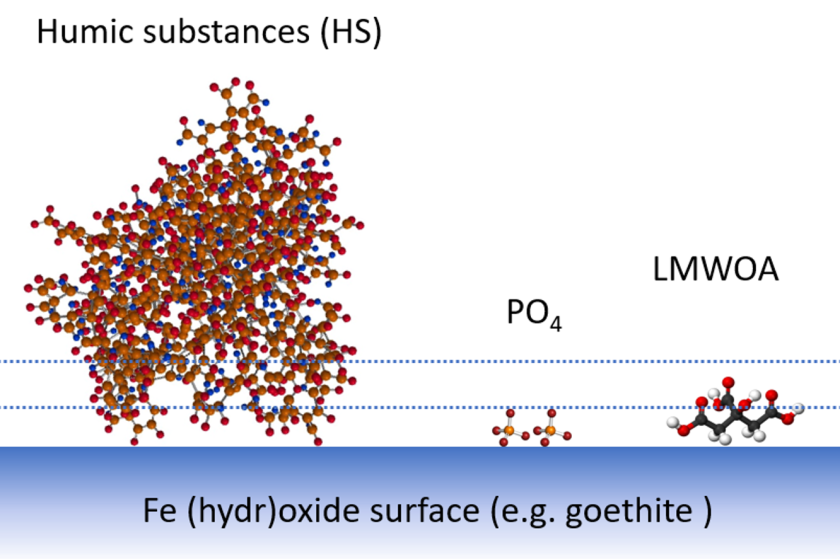 Figure 1: Schematic representation of HS, PO4, and LMWOA at an iron (hydr)oxide surface Figure 1: Schematic representation of HS, PO4, and LMWOA at an iron (hydr)oxide surface
